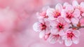 Delight in pink cherry blossoms blooming against a soft, blurred backdrop, capturing the essence of springtime beauty Royalty Free Stock Photo