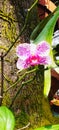 Delight pinky white moon orchid