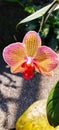 Delight pinky yellow moon orchid