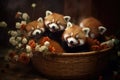 Playful Red Pandas