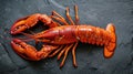 Delight in the seafood elegance with a close-up of a large red boiled lobster on slate, Ai Generated Royalty Free Stock Photo