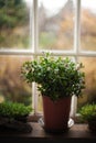 Potted Serenity: A Plant Thriving in Contained Beauty Royalty Free Stock Photo