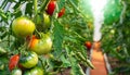 Ripe red and green tomatoes growing on a branch in a greenhouse Royalty Free Stock Photo