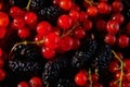 Delight in the vibrant harmony of luscious red currants and plump blackberries, a symphony of taste and beauty.