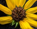 Close up of center of yellow Beach Sunflower.