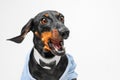 Delighted fan dog in bow tie celebrates victory Nominee rejoices at victory Royalty Free Stock Photo