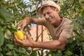 Delighted male in straw hat gathering lemons in the garden