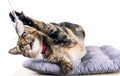 Delightful Bengal cat lies on a soft pillow and plays with a toy