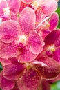 A delightful blooming motley orchid is photographed close-up