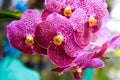 A delightful blooming motley orchid is photographed close-up