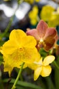 A delightful blooming yellow orchid is photographed in close-up