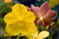 A delightful blooming yellow orchid is photographed in close-up