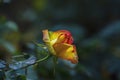 Delightful blooming yellow rose on bush