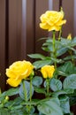 Delightful blooming yellow rose on bush. Photo