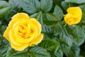 Delightful blooming yellow rose on bush. Photo