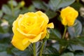 Delightful blooming yellow rose on bush. Photo