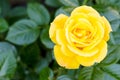 Delightful blooming yellow rose on bush. Photo