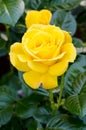 Delightful blooming yellow rose on bush. Photo