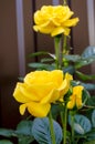 Delightful blooming yellow rose on bush. Photo