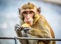 A Delightful Capuchin Monkey Delicately Eats a Treat on an Iron Railing Against a Pristine White Background A Royalty Free Stock Photo
