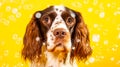 A delightful cocker spaniel enjoys a refreshing bath with soap bubbles Royalty Free Stock Photo