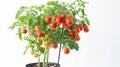 Delightful Display: Vibrant Miniature Cherry Tomatoes Tree in Pot - Royalty Free Stock Photo