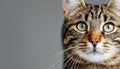 Delightful face of a mottled tabby cat with enchanting beauty and a charming gaze in studio setting. Royalty Free Stock Photo