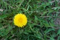 A delightful flower of yellow dandelion. Shot from above