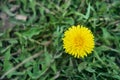 A delightful flower of yellow dandelion. Shot from above