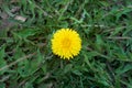 A delightful flower of yellow dandelion. Shot from above