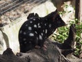 Delightful Gorgeous Timid Eastern Quoll. Royalty Free Stock Photo