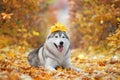 A delightful gray husky lies in the yellow autumn leaves with a