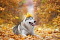 A delightful gray husky lies in the yellow autumn leaves with a