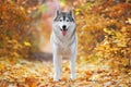 A delightful gray husky stands in yellow autumn leaves and takes Royalty Free Stock Photo