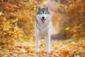 A delightful gray husky stands in yellow autumn leaves and takes pleasure.