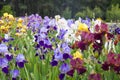 Delightful Iris field on a blurred background of trees