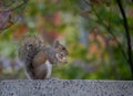 The little squirrel Royalty Free Stock Photo