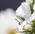 Delightful lily flower bouquet isolated on background. Royalty Free Stock Photo