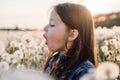 Delightful little lady stand in white dandelions field, taking deep breath and ready to blow fluffy flower at sunset. Royalty Free Stock Photo