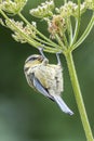 Blue Tit with Tongue Out on Hogweed Seed Head Royalty Free Stock Photo