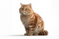 Charming Munchkin Cat with Amber Eyes on White Background. isolated