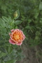 Delightful peach floribunda rose Briosa