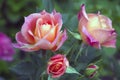 Delightful pink peach floribunda rose bush named Briosa in the garden. Blooming in spring and summer. Garden landscape.