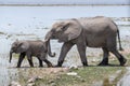 Delightful scene of a baby elephant and an adult elephant gracefully wading through the water