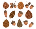 Delightful Set Of Acorns And Pine Cones, Showcasing The Beauty Of Woodland Treasures. Isolated Elements For Rustic Decor