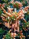 A delightful snapshot of a seasonal fresh and green leaved ivy with bunches of orange trumpet flowers