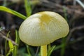 A Delightful Specimen of A Yellow Field Cap Mushroom - Bolbitius Titubens - Royalty Free Stock Photo