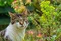 Delightful Striped Tabby Cat Lounging Amongst a Lush Green Garden Oasis.