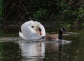 Delightful view of a swan and a goose gliding across a tranquil pond