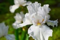 Delightful white bearded iris blossom on background of the garden closeup. Royalty Free Stock Photo